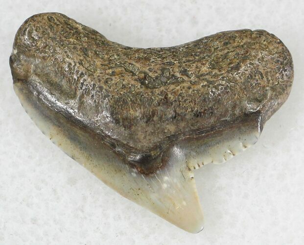Fossil Tiger Shark Tooth - Virginia #20961